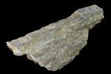 Fossil Lycopod Tree Root (Stigmaria) - Kentucky #143718-2